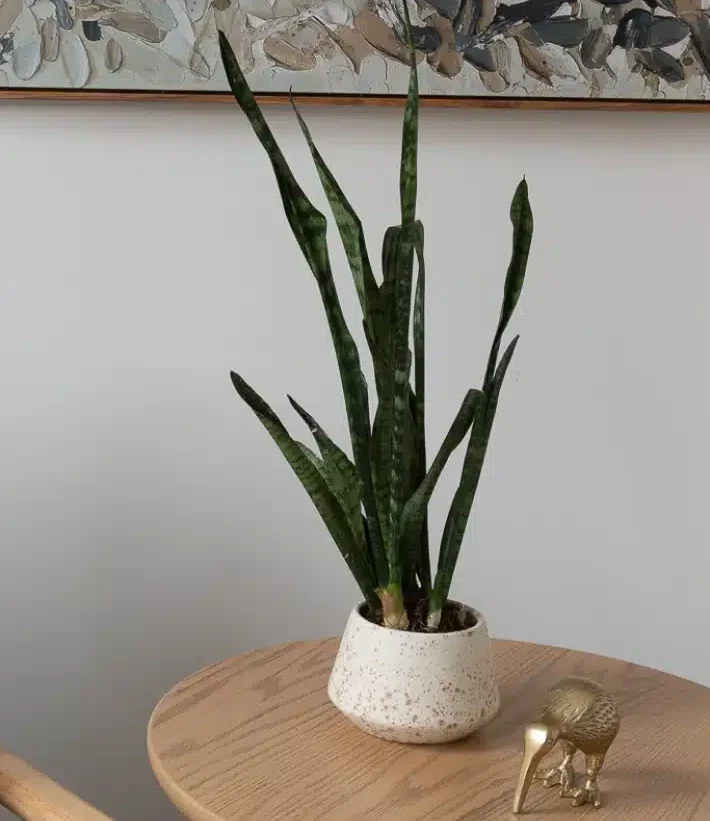 Potted plant on wooden table